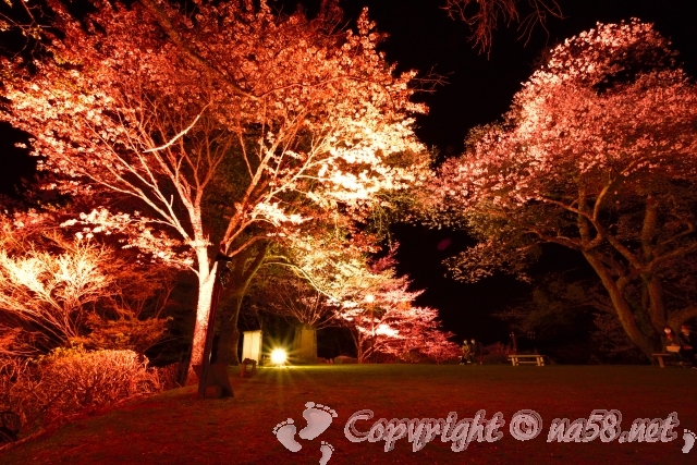 吉野山　夜桜ライトアップ