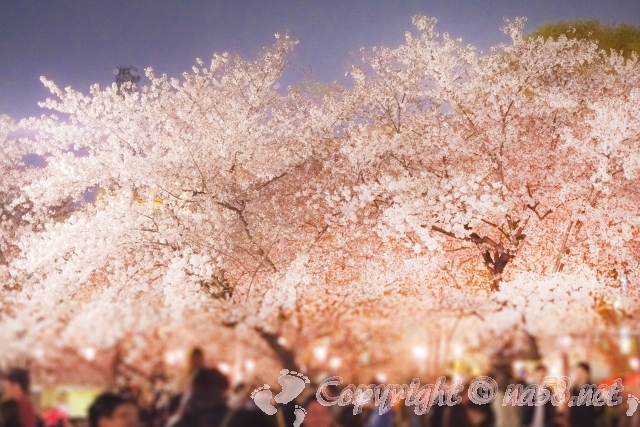 鶴舞公園　夜桜