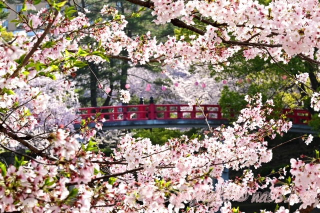 岡崎城　岡崎公園　桜