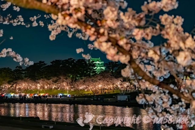 岡崎城　桜　ライトアップ
