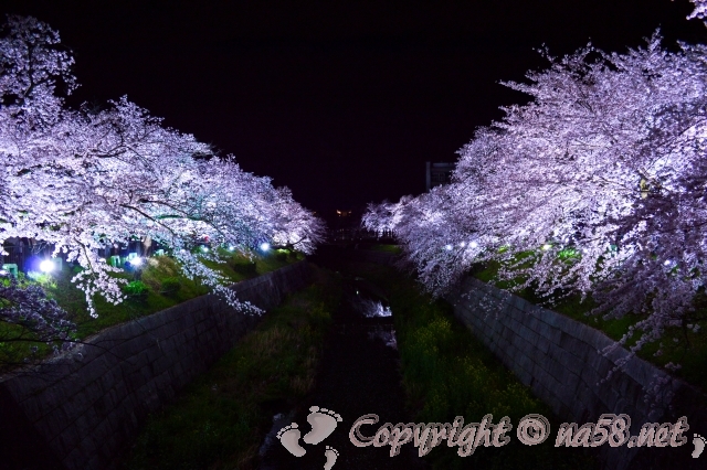 山崎川　桜　ライトアップ