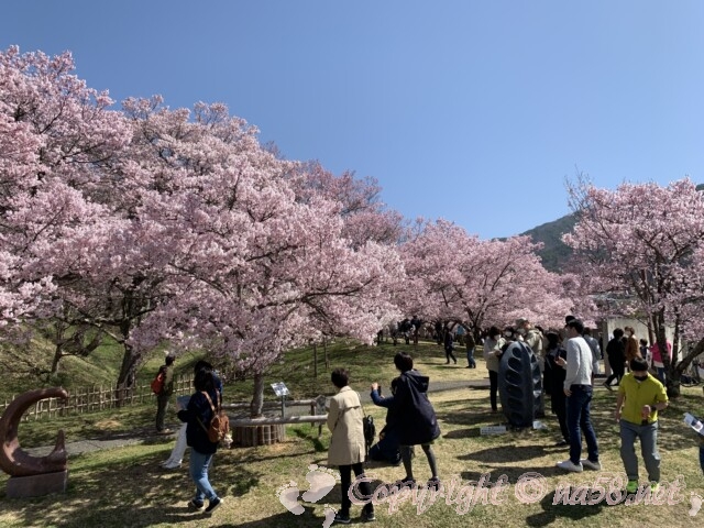 高遠の桜まつり・タカトオコヒガンザクラ