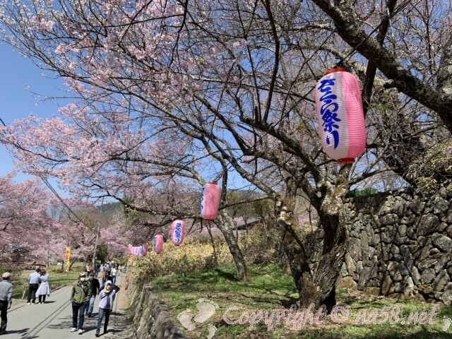 高遠の桜まつり・まつり提灯とタカトオコヒガンザクラ