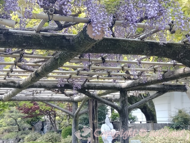 岡崎公園　能楽堂前の藤棚と家康像