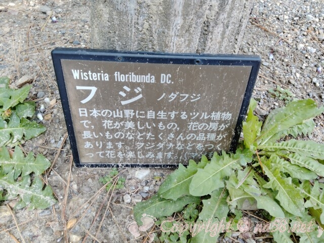 岡崎公園の藤は「ノダフジ」
