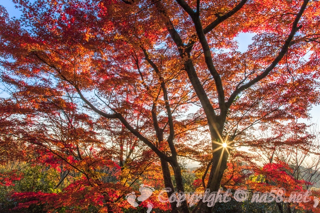 紅葉