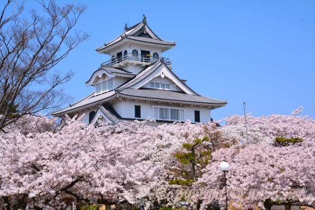 長浜城　桜