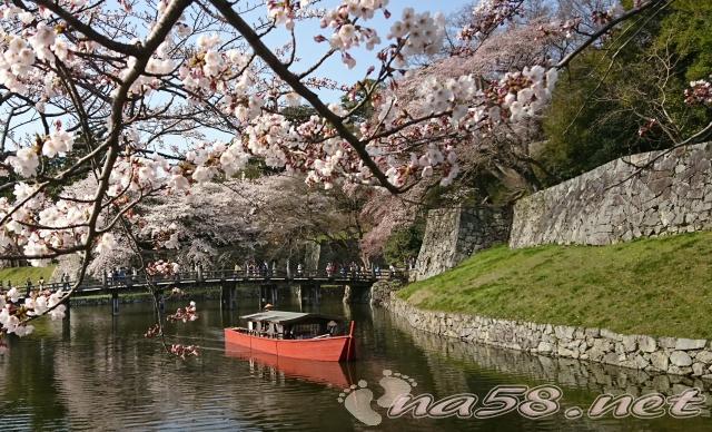 彦根城の桜を見ながら屋形船