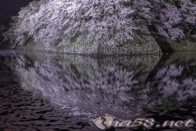 彦根城 桜のライトアップ