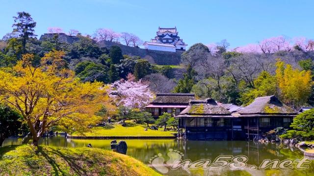 彦根城 桜