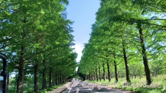 滋賀県高島市　メタセコイア並木
