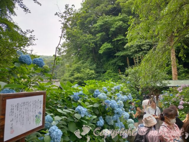 明月院（北鎌倉）明月院ブルー　あじさい