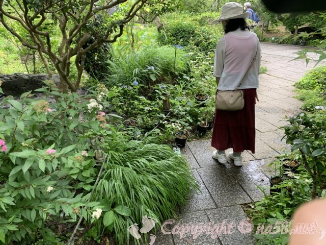 光則寺（こうそくじ）境内は四季の山野草と茶花でいっぱい
