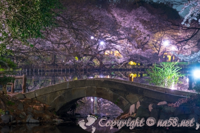 井の頭公園　桜　池　夜桜ライトアップ