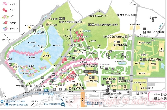上野恩賜公園の地図マップ　サクラ　桜見所