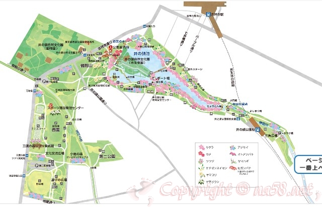 井の頭恩賜公園　地図　マップ　桜　サクラ