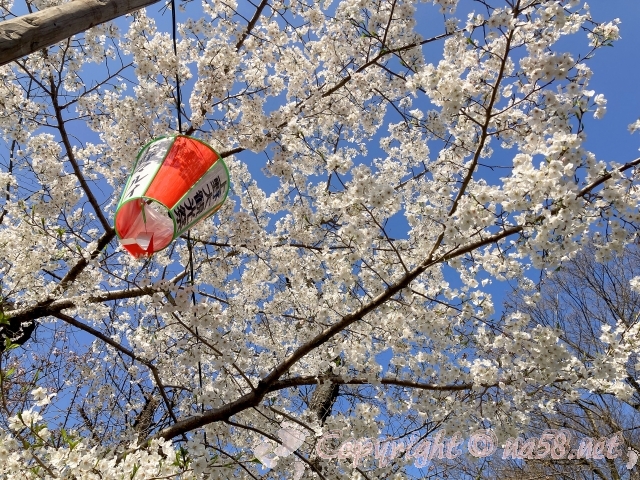 上野恩賜公園　桜