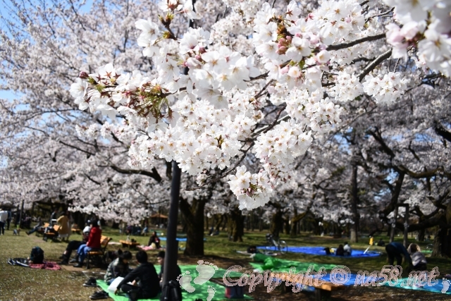 小金井公園　桜　満開