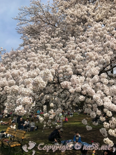 小金井公園　桜　満開