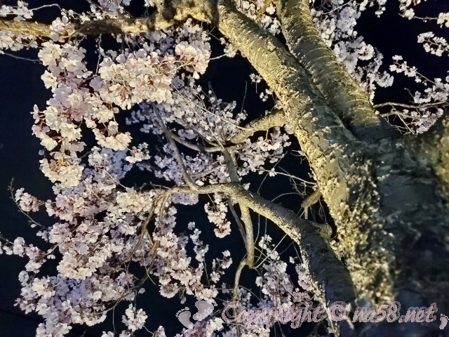 小金井公園　桜　夜桜　ライトアップ