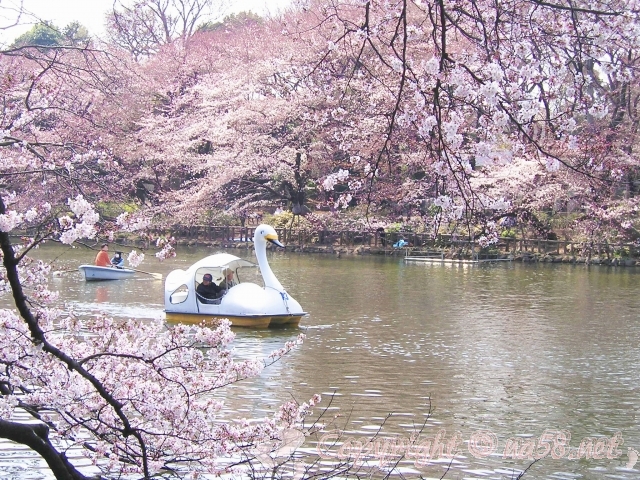 井の頭公園　桜　池　ボート