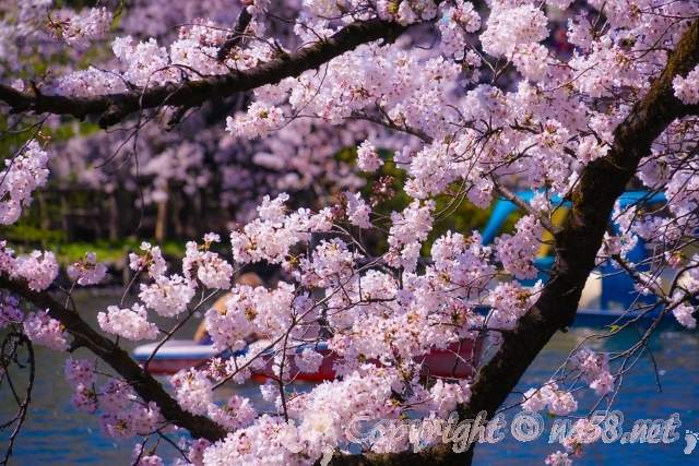 井の頭公園　桜　満開