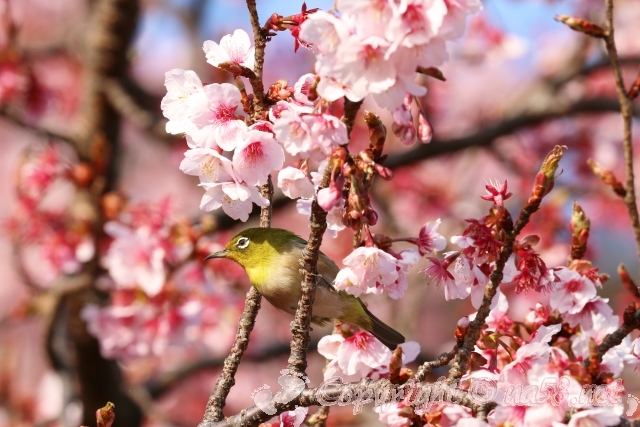 新宿御苑　桜　メジロ