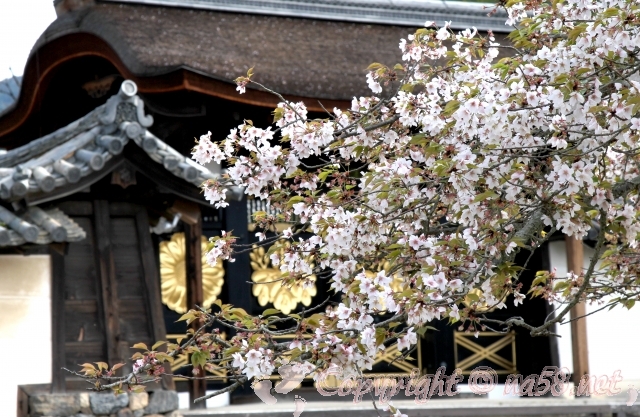 京都　醍醐寺　桜　さくら