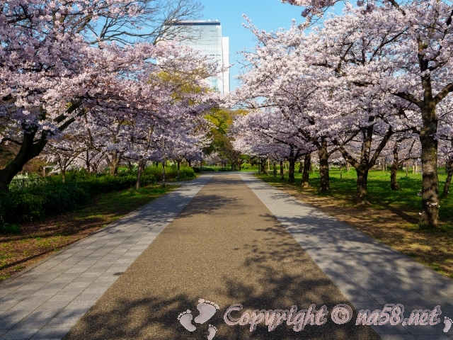 大阪城公園　桜並木