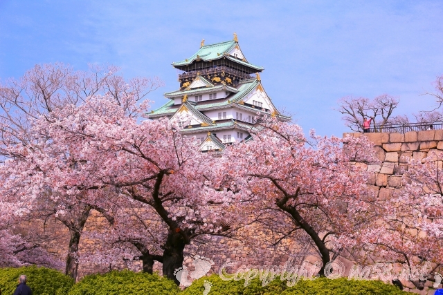 大阪城　桜　満開