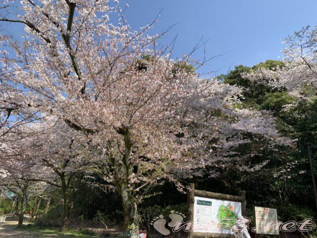 小牧山　公園　桜