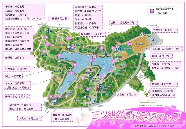 神奈川県　三ツ池公園　桜見頃マップ