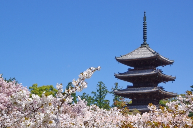仁和寺　御室桜　満開　五重塔