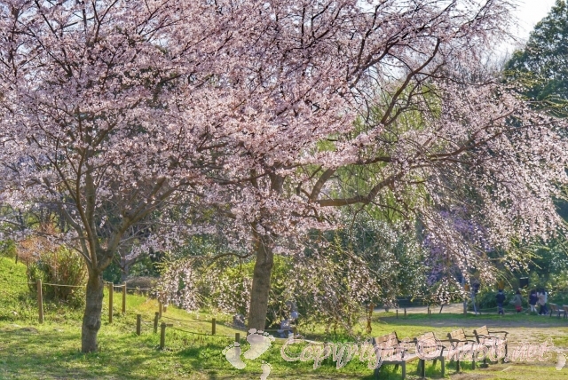 神奈川県　三ツ池公園　桜