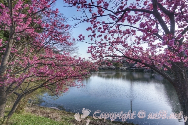 神奈川県　三ツ池公園　桜