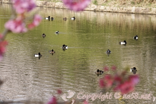 神奈川県　三ツ池公園　桜　池でおよぐ鴨