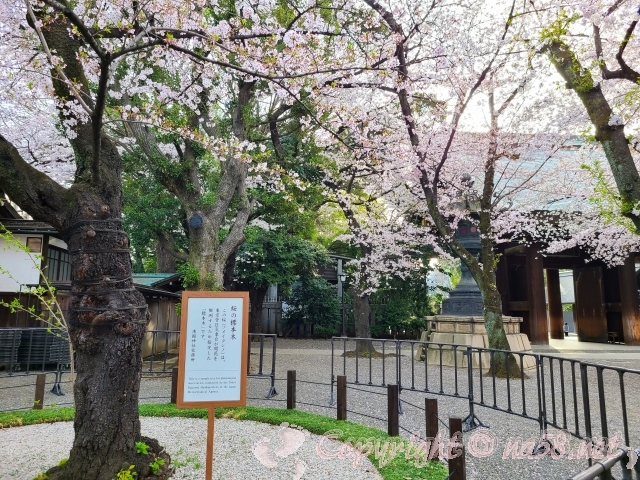 靖国神社　桜　標本木