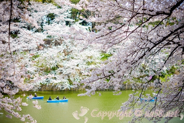 千鳥ヶ淵　桜満開　ボート