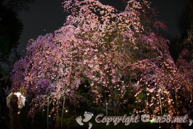 六義園　夜桜　満開　ライトアップ　しだれ桜