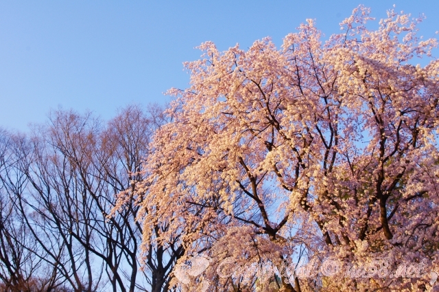 六義園　桜