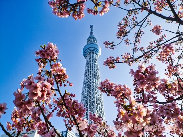 東京スカイツリー　桜