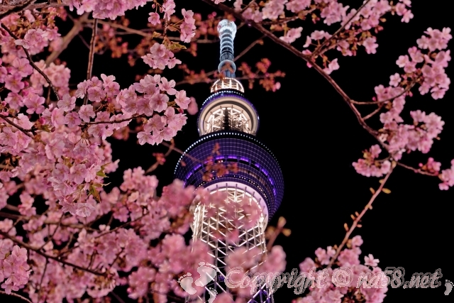 東京スカイツリー　夜桜