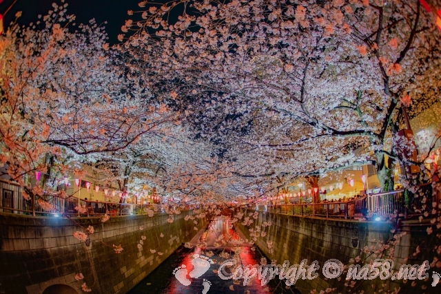 目黒川　夜桜　ライトアップ