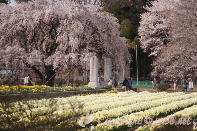 山高神代桜　日本最古の桜