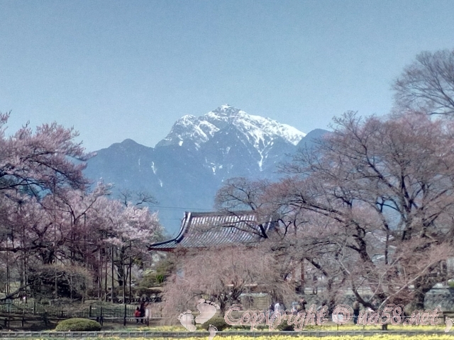 実相寺と山高神代桜を見守る南アルプス
