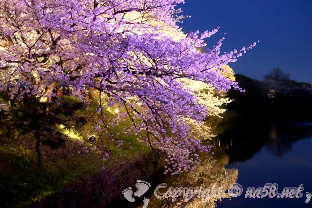 舞鶴公園　桜　ライトアップ　福岡城