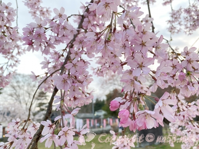 福岡市　西公園　しだれ桜