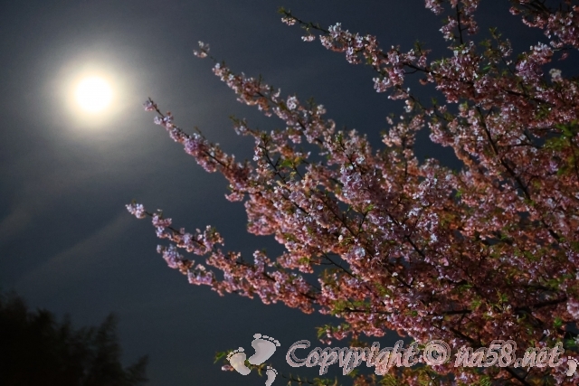 夜桜　月