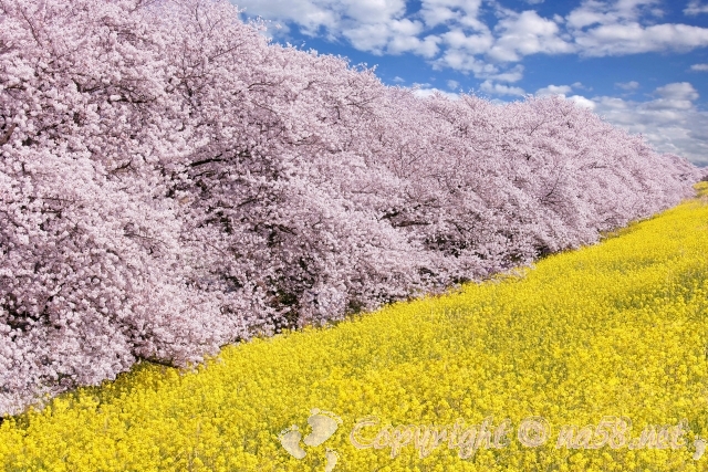 熊谷桜堤　桜　菜の花
