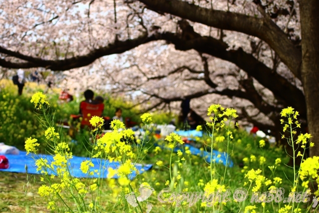 熊谷桜堤　桜　菜の花
